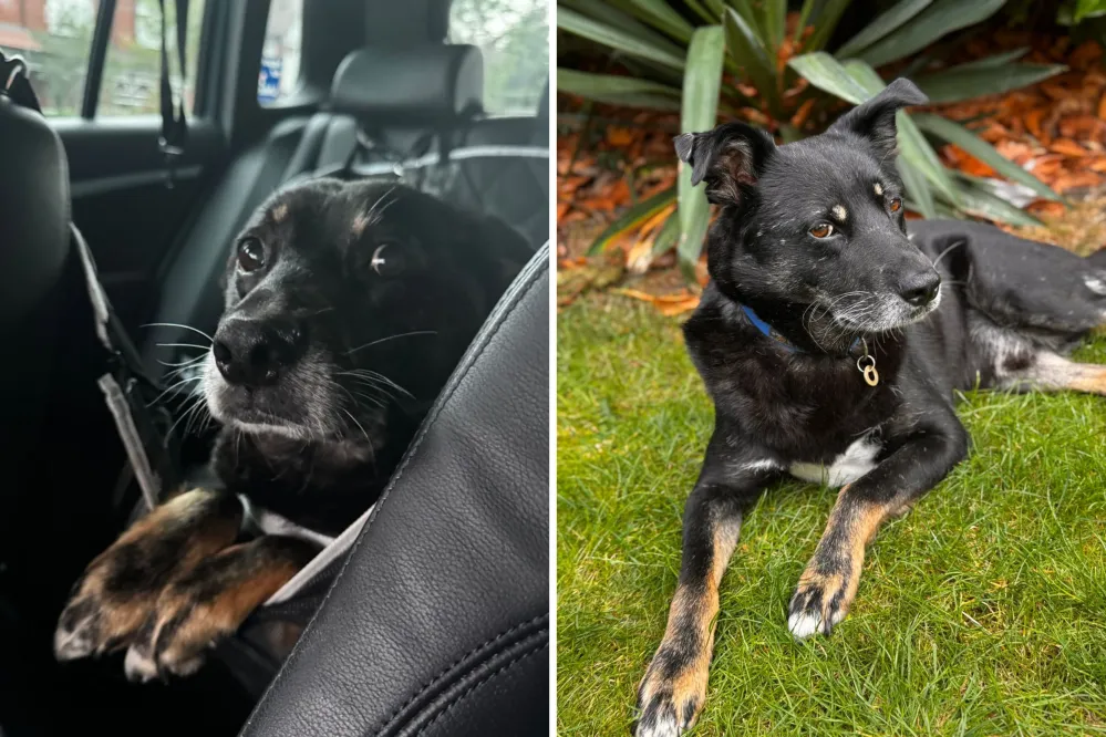 Image showcasing Tears As Dog Finds Forever Home After Almost a Decade in Shelter - Newsweek