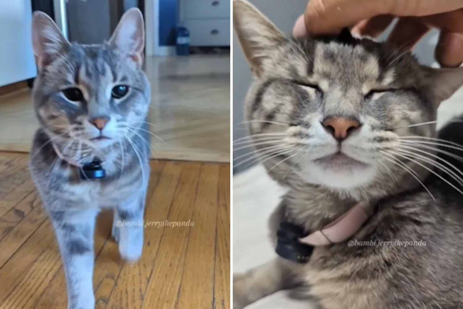Woman Puts Microphone on Sassy Cat, Result Goes Viral: 'Diva