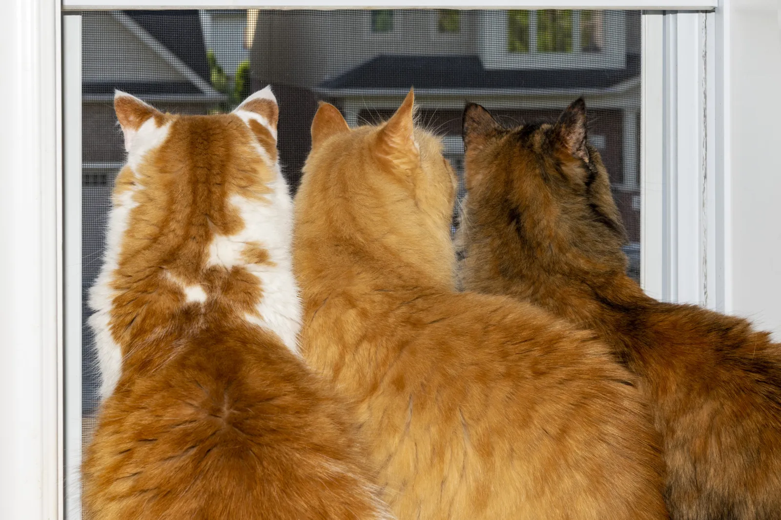 Three cats sit looking out the window