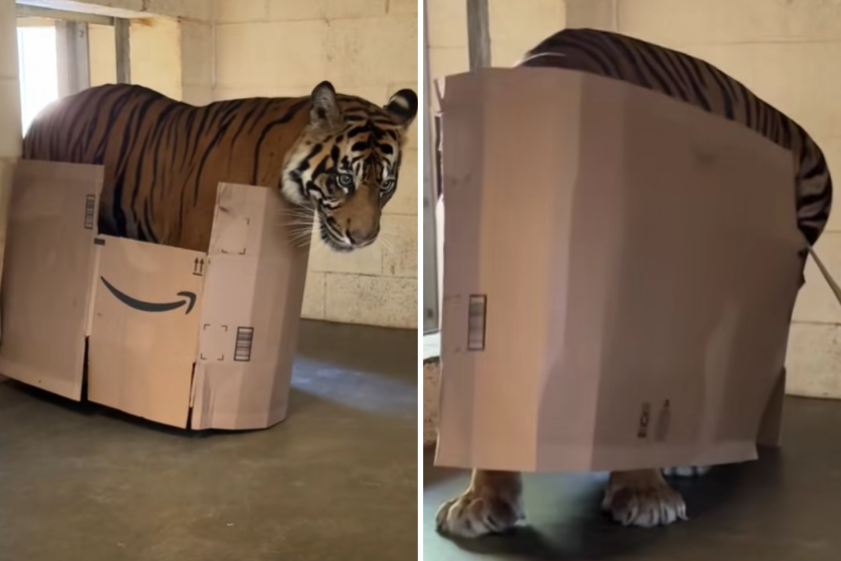 No One Prepared for What Tiger Does to Cardboard Box: 'Cats Are