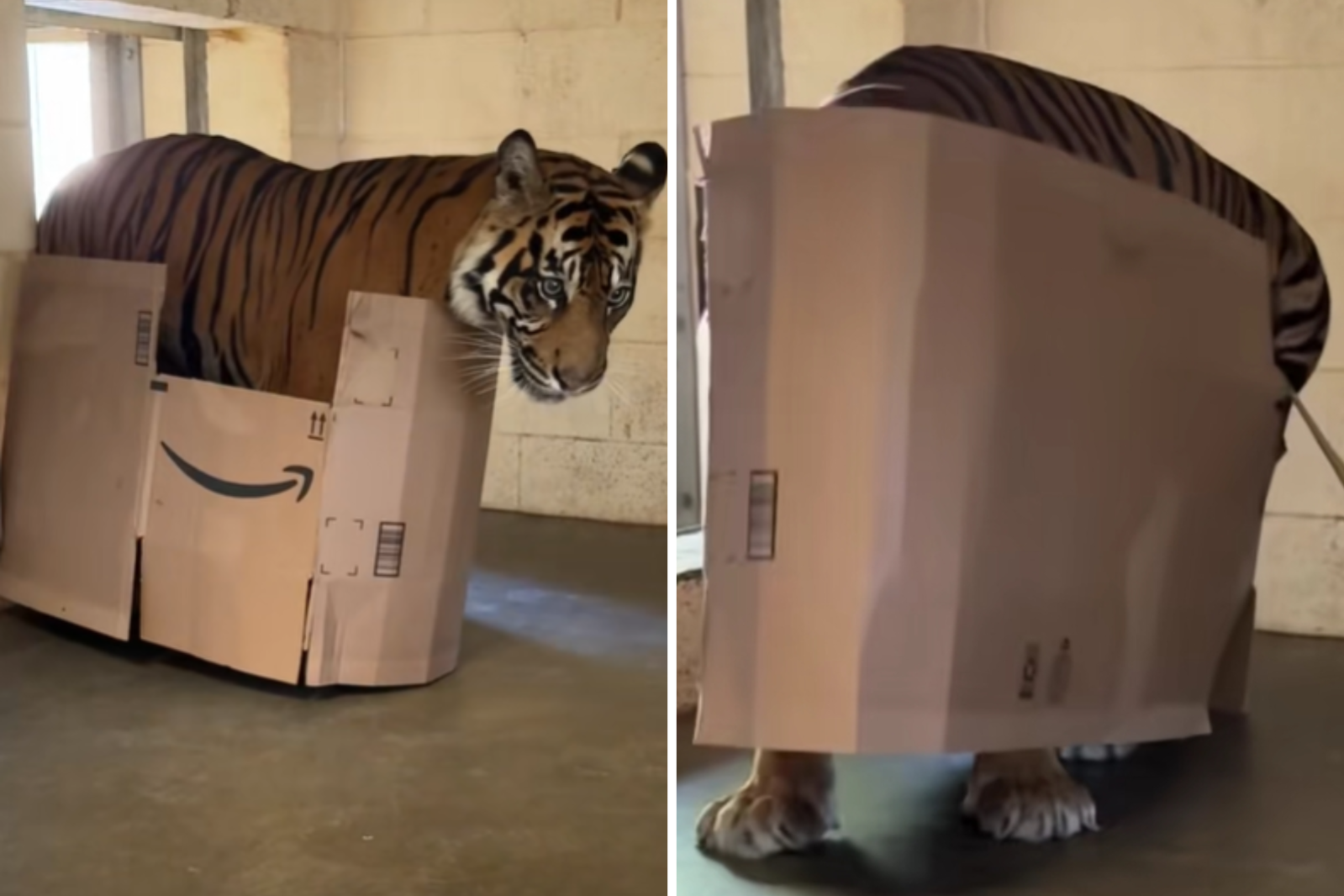 No One Prepared for What Tiger Does to Cardboard Box: 'Cats Are