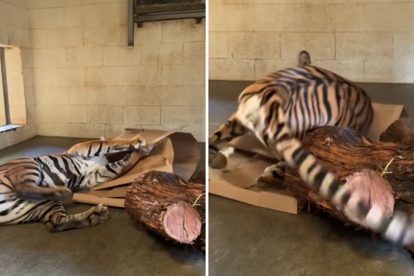 No One Prepared for What Tiger Does to Cardboard Box: ‘Cats Are Just ...