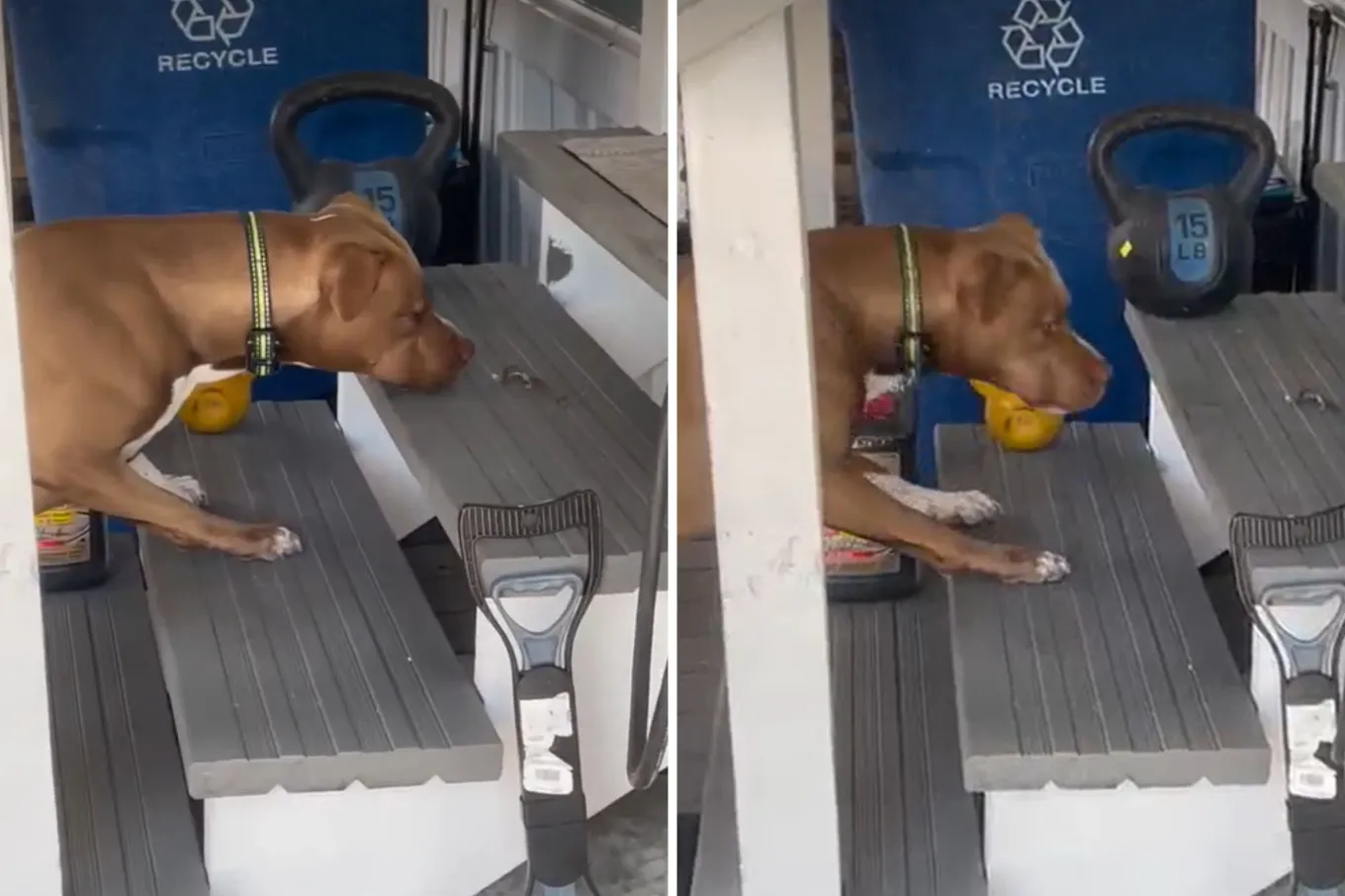 Pit Bull Who Is Afraid of Basic Objects Wins Pet of the Week - Newsweek