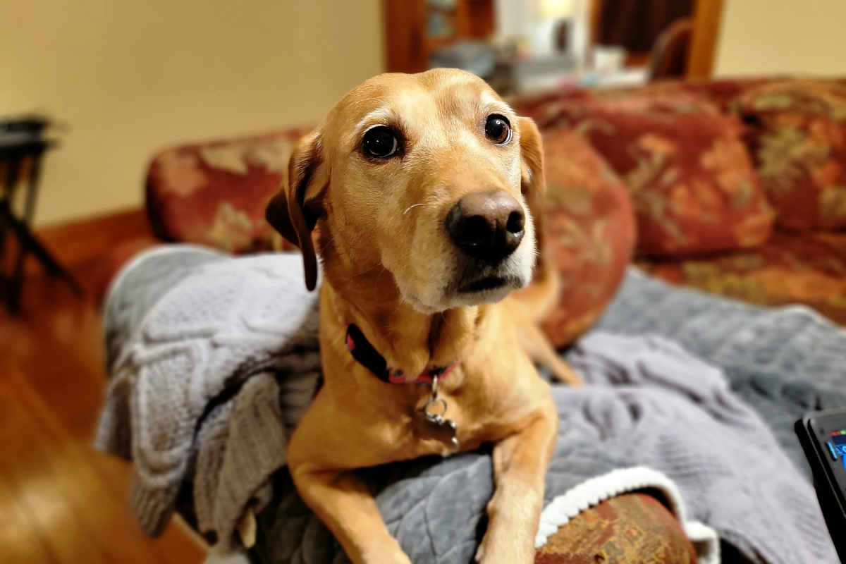 Owner charged $850 for "purebred" rescue dog—then DNA tes...