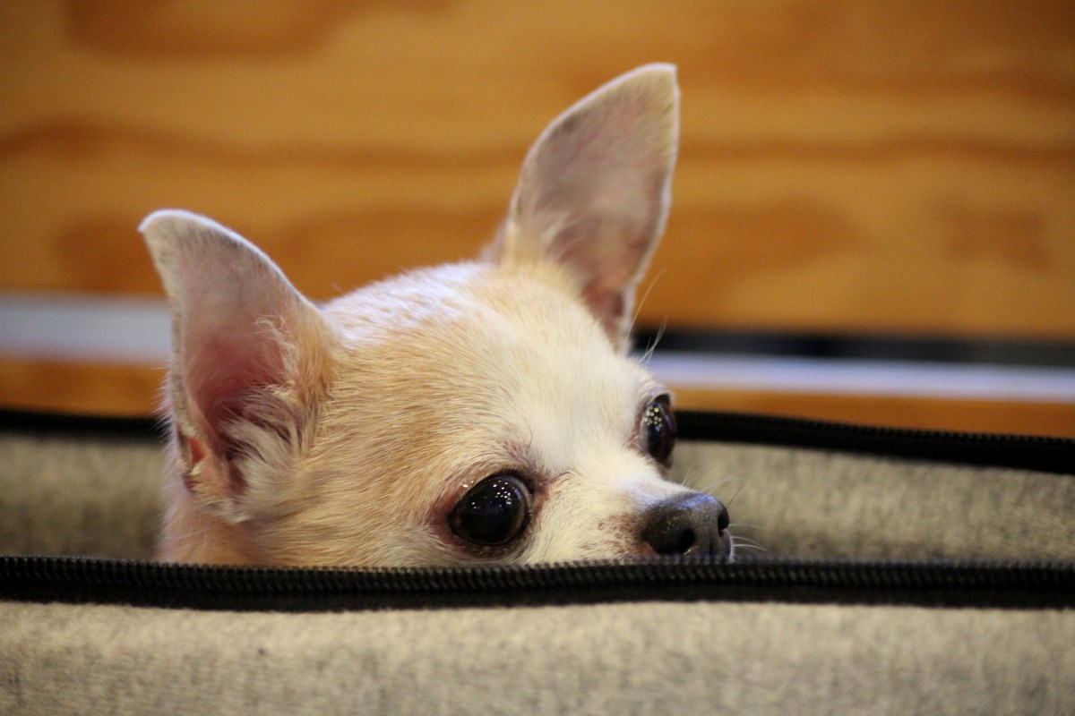 Chihuahua Realizes Owner Is Packing for Holiday&mdash;Makes Feelings Very Clear