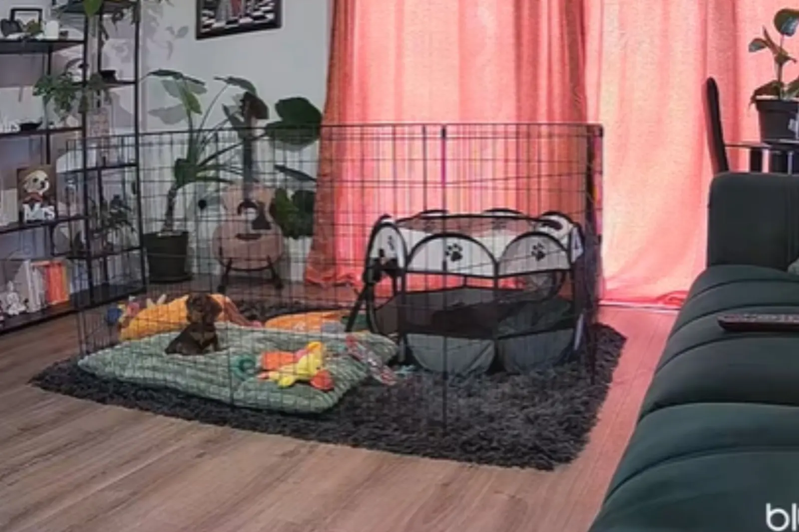 Dachshund waiting in crate