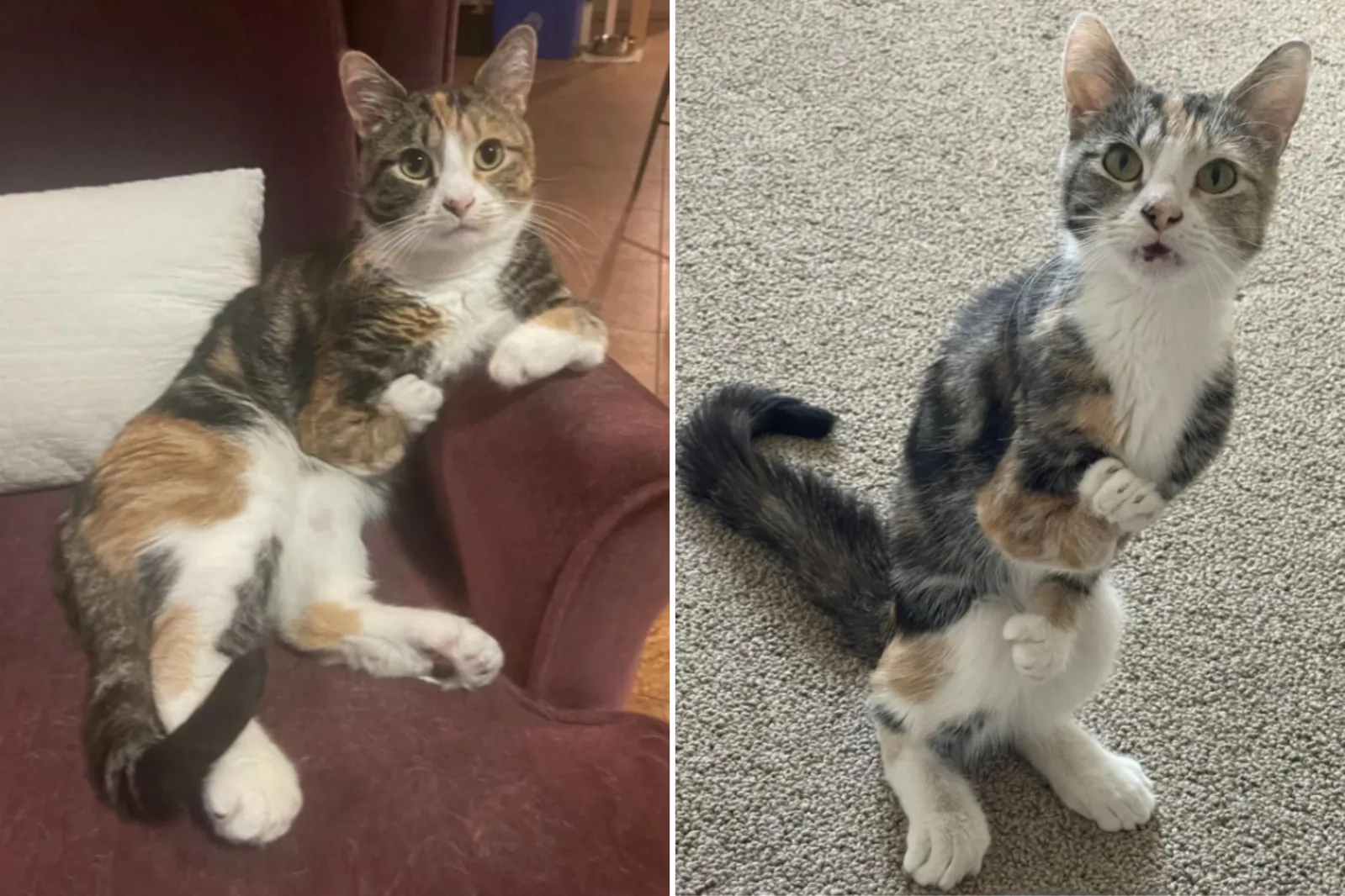 Devib Rue Cat Disabled Cat Set To Be Euthanized—No One Expecting What Happens Next ...