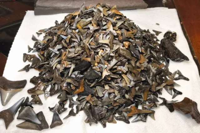 Man Wades Through Florida River, Discovers Pile of Fossilized Shark ...