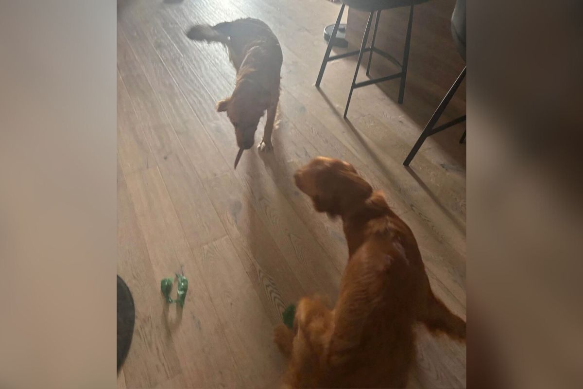 Dog Walker Greeted by Golden Retriever, Then Realizes She 'Pulled a Knife'