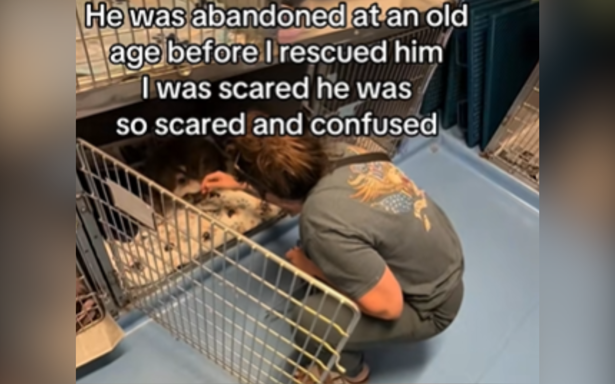 Dog 'Abandoned at an Old Age' Had Heartbreaking Reaction To Going to Vets