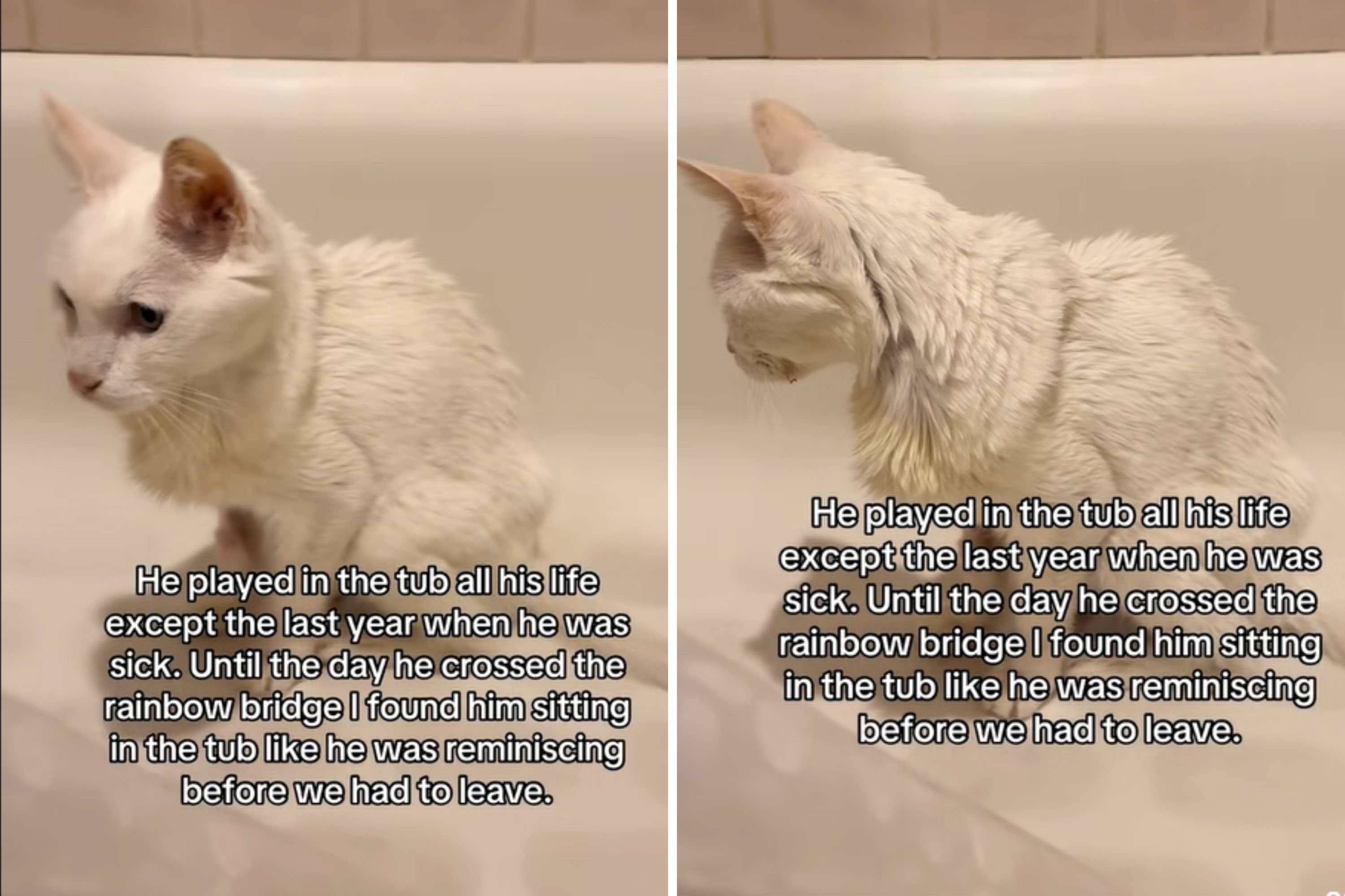 Where Owner Finds Cat ‘Reminiscing’ During His Last Day Breaks Hearts