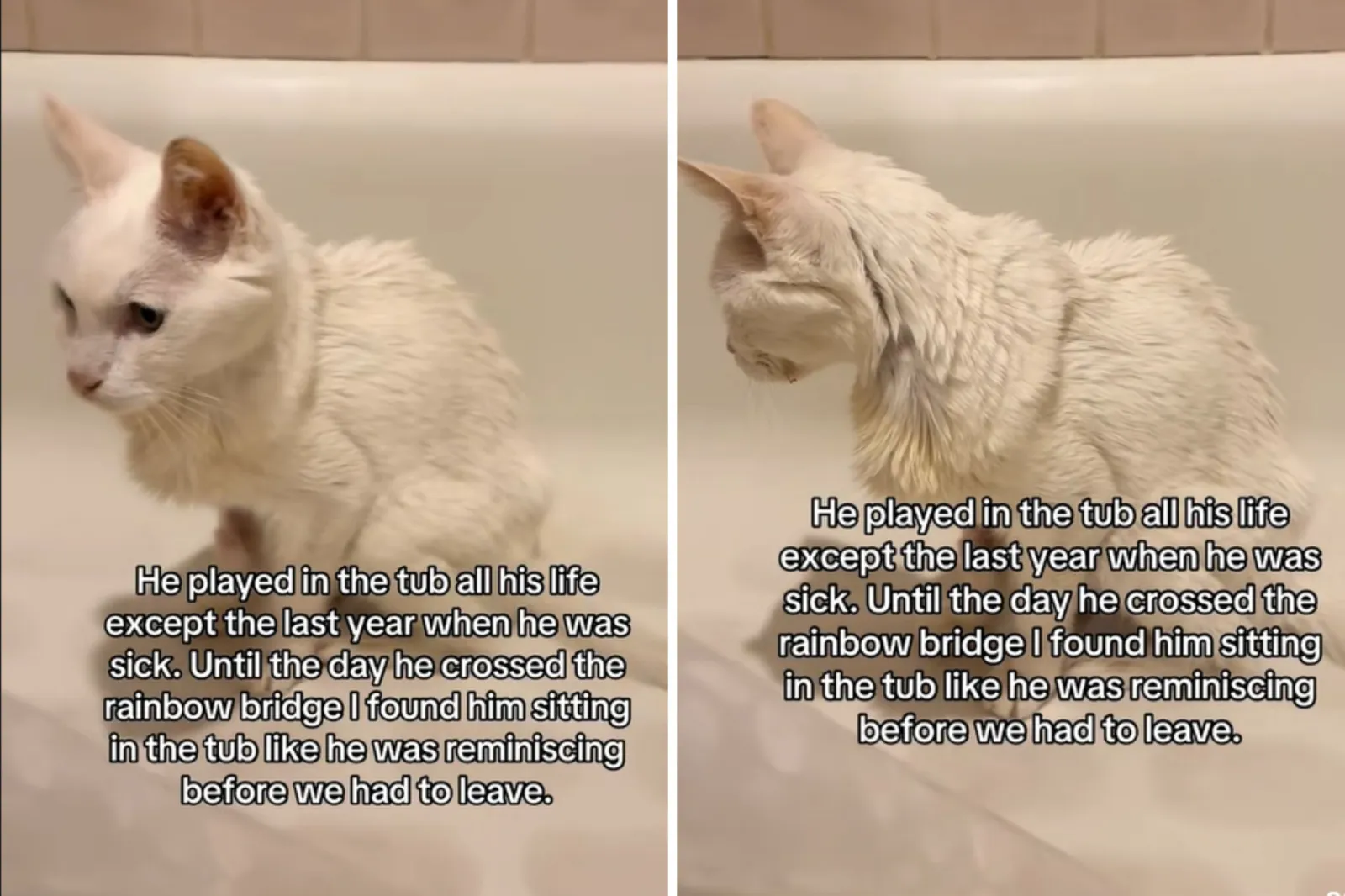 Where Owner Finds Cat ‘Reminiscing’ During His Last Day Breaks Hearts