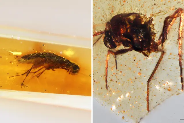 South American Amber Discovery Opens Window to 112-Million-Year-Old ...