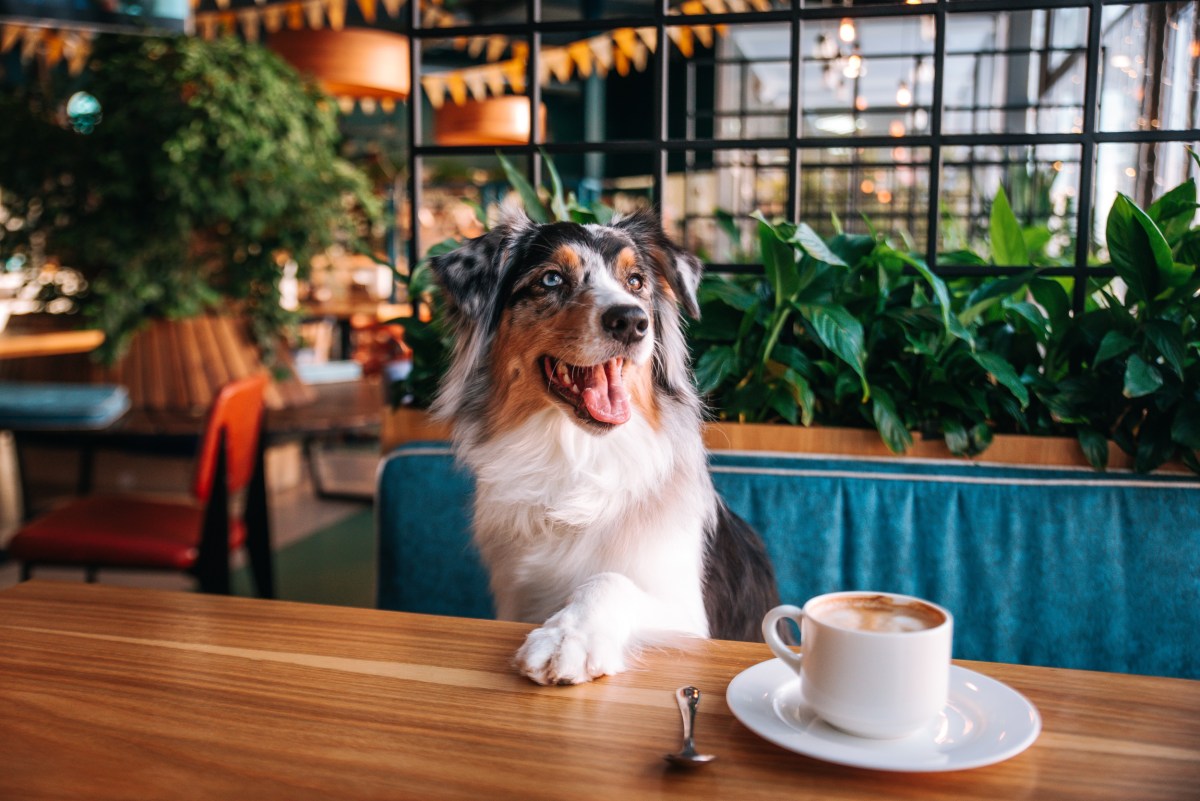Woman Takes Dog for Brunch, Because 'It's Her First Time Living Too'