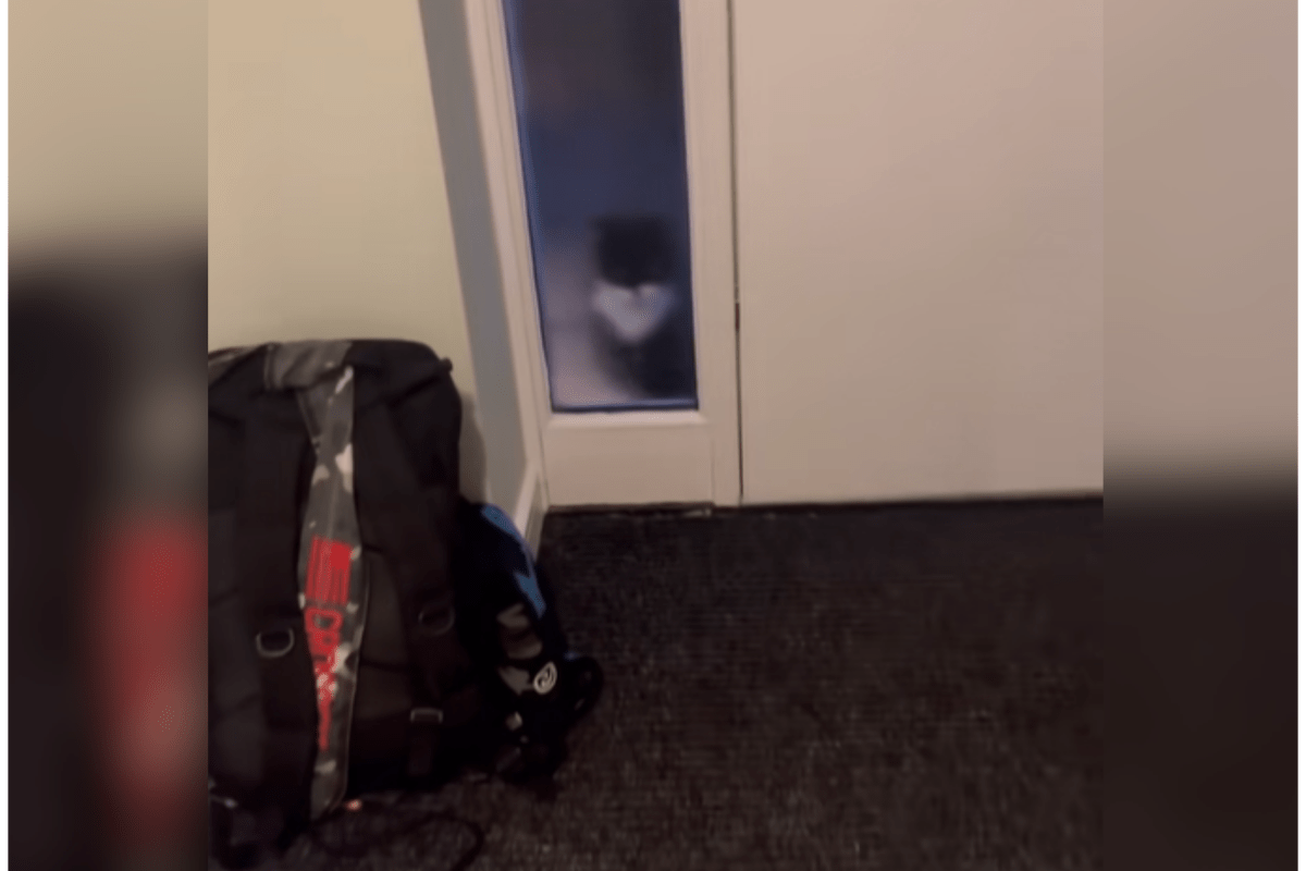 Cat Owner Sees Someone at Front Door, Internet Can't Cope With Who It Is