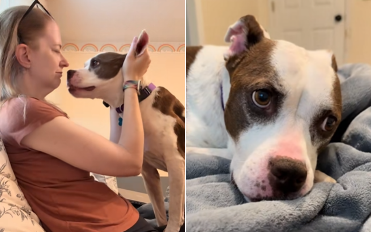 Senior Shelter Dog 'Ghosted' by Adopter for Most-Heartbreaking Reason