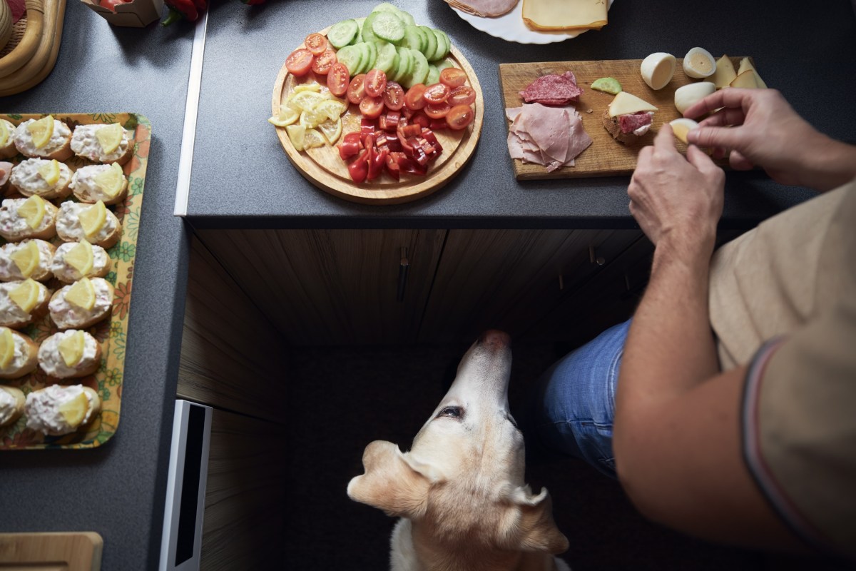 Dog Impresses Viewers Online With Cheese Trick: Goodest Boy