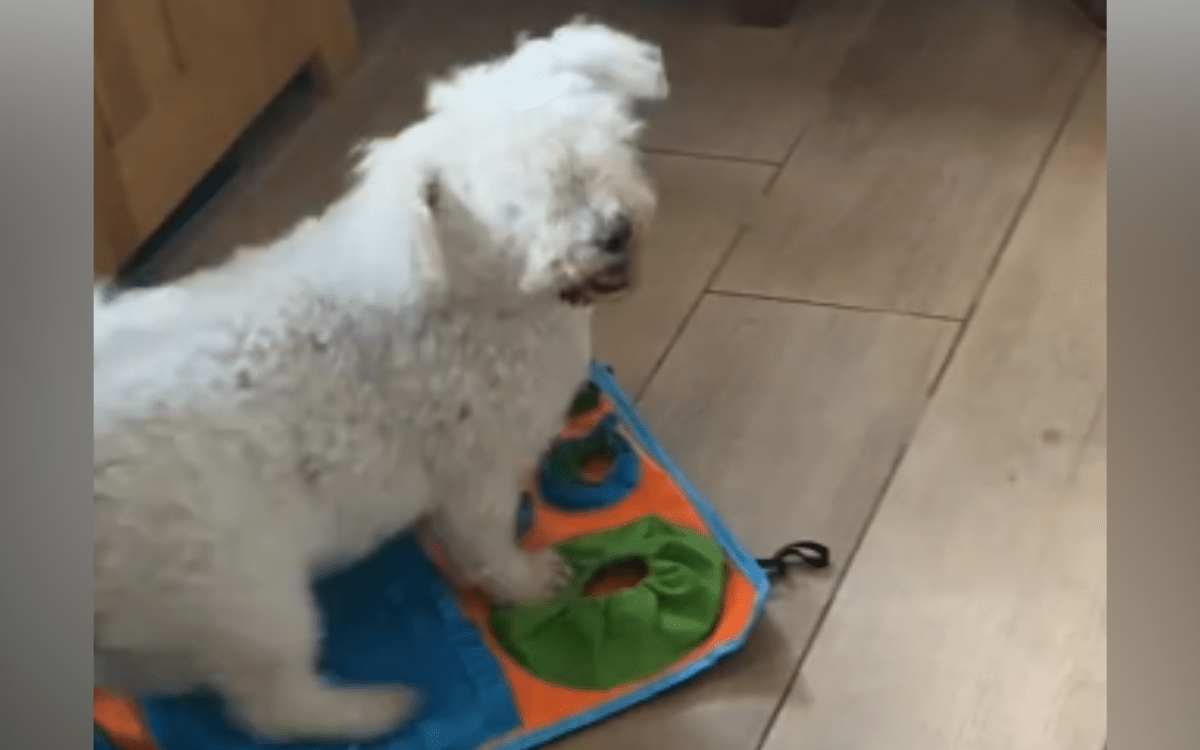 Tears At Blind Dog's Reaction To Hearing Owner's Voice After Month Apart