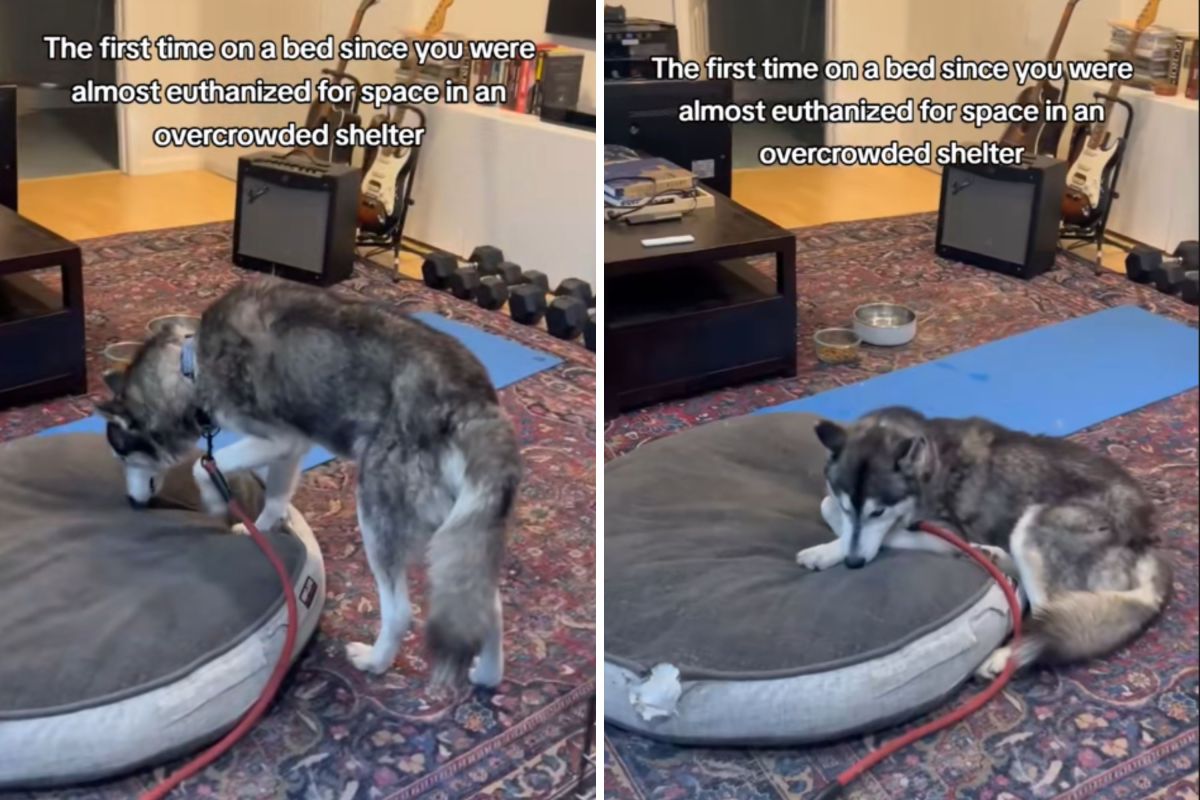 Husky Saved From Euthanasia Realizes What a Bed Feels Like: 'You're Safe'