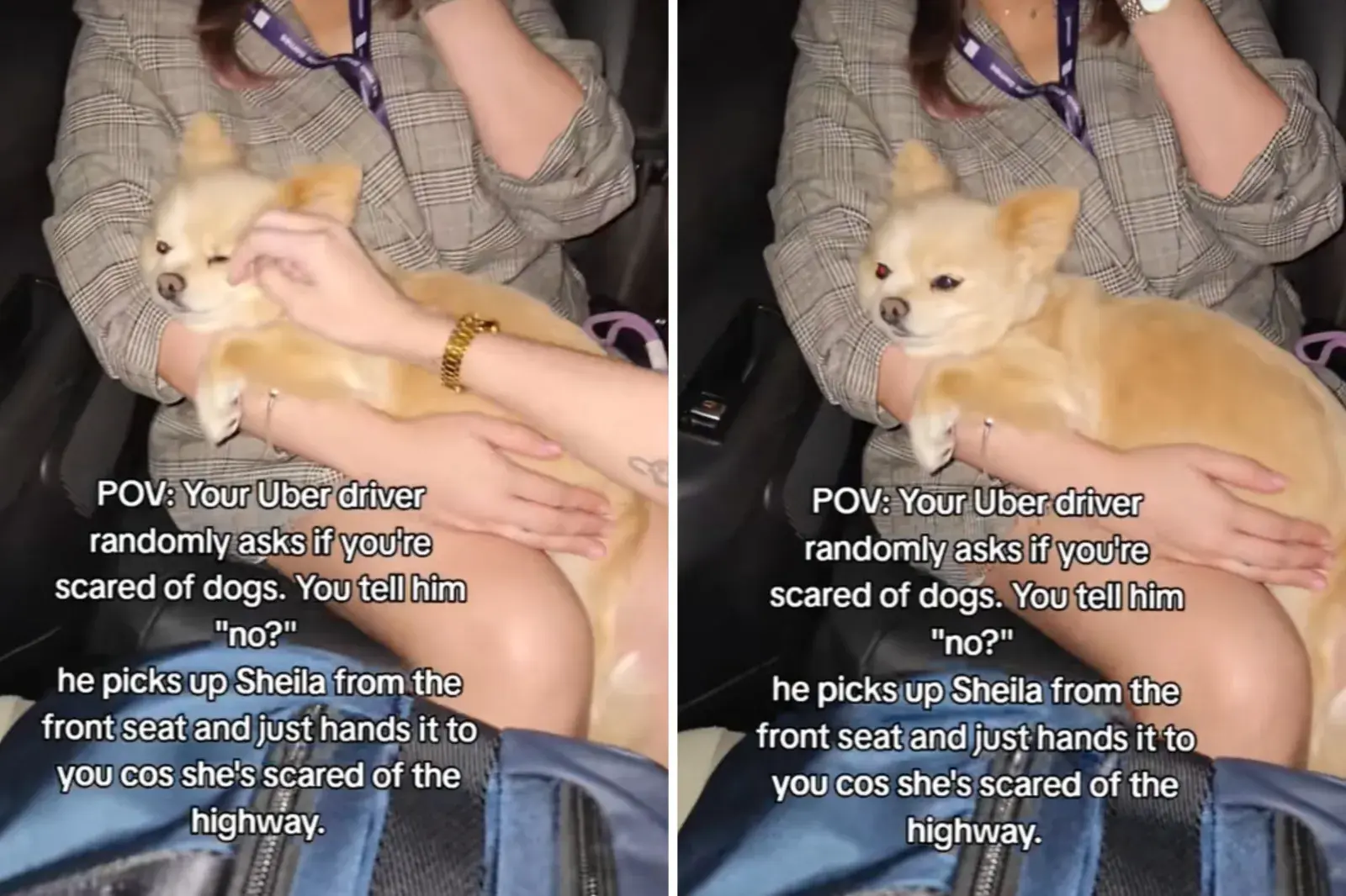 O motorista do Uber dá um cachorro