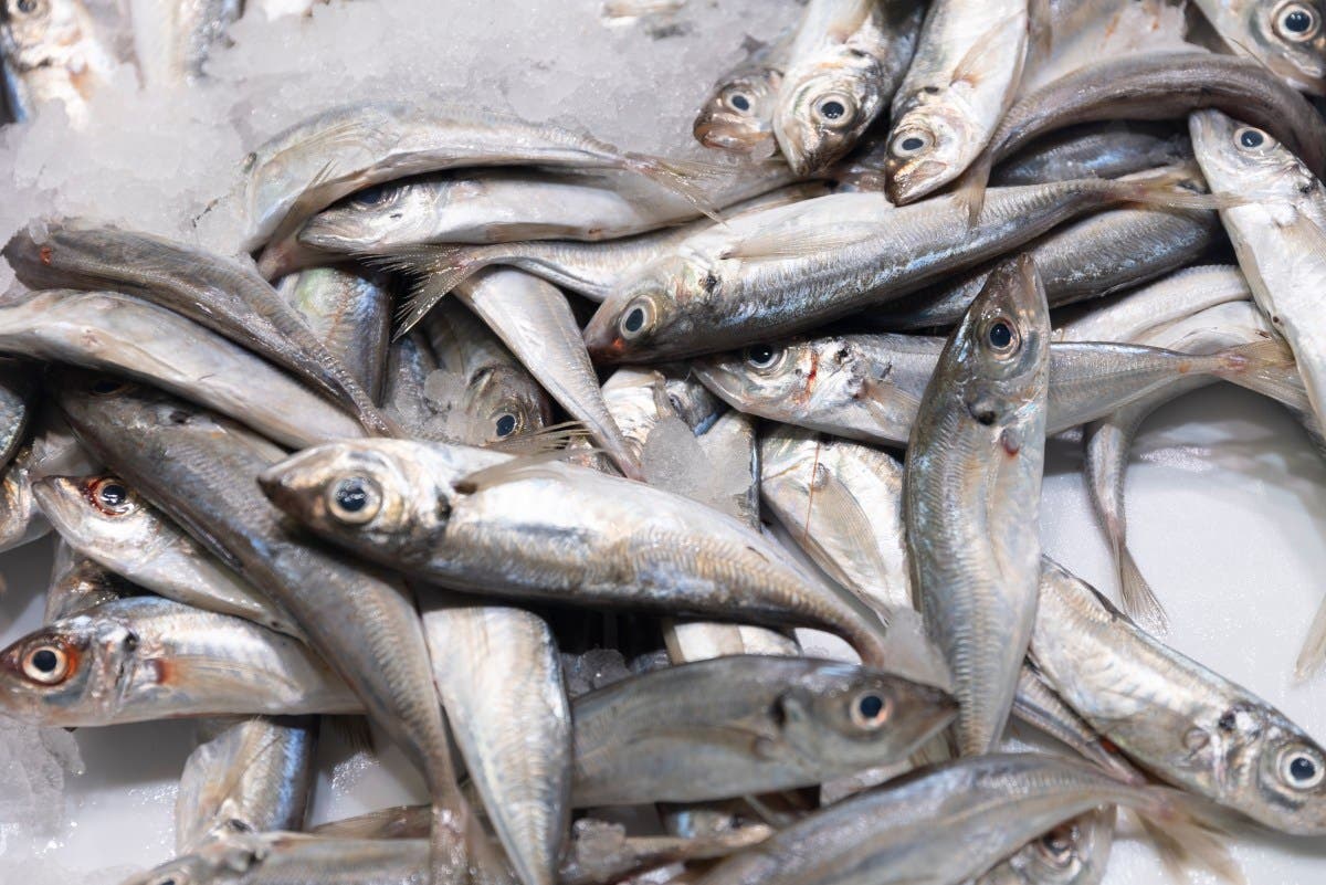 Fish Recall Issued After 'Best by Date' Wrong by Two Years
