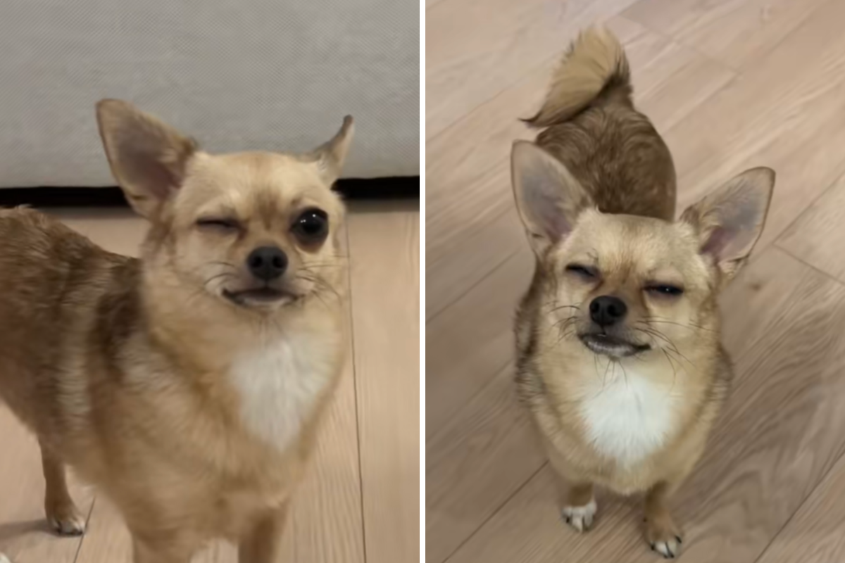 Owner Rushes Chihuahua to Vet Over Eye Squint—$400 Later Truth Comes Out