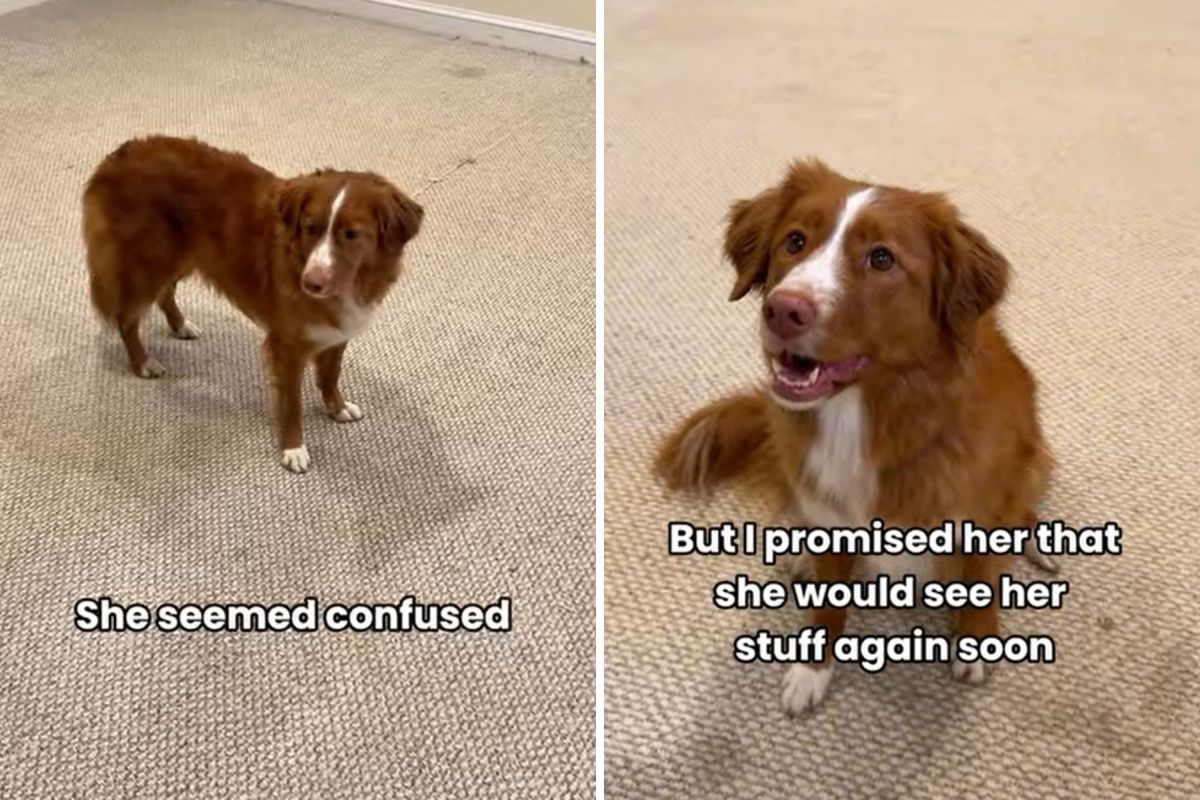 Tears Over Dog’s Reaction to Empty Home as Owner Moves—‘Doesn’t Understand’