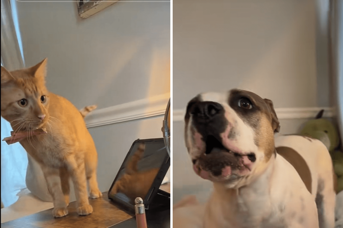 Pit Bull Protecting Feline From Their Owner Melts Hearts: &lsquo;Her Cat&rsquo;