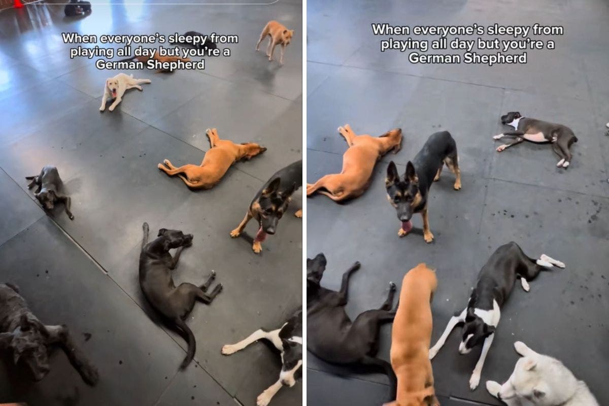 Doggy Day Care Workers Film Pups, Quickly Spot Which Breed Is Odd One Out