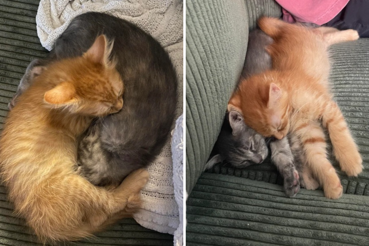 Inseparable Kittens Are Adopted Together, What Owner Sees Next Goes Viral