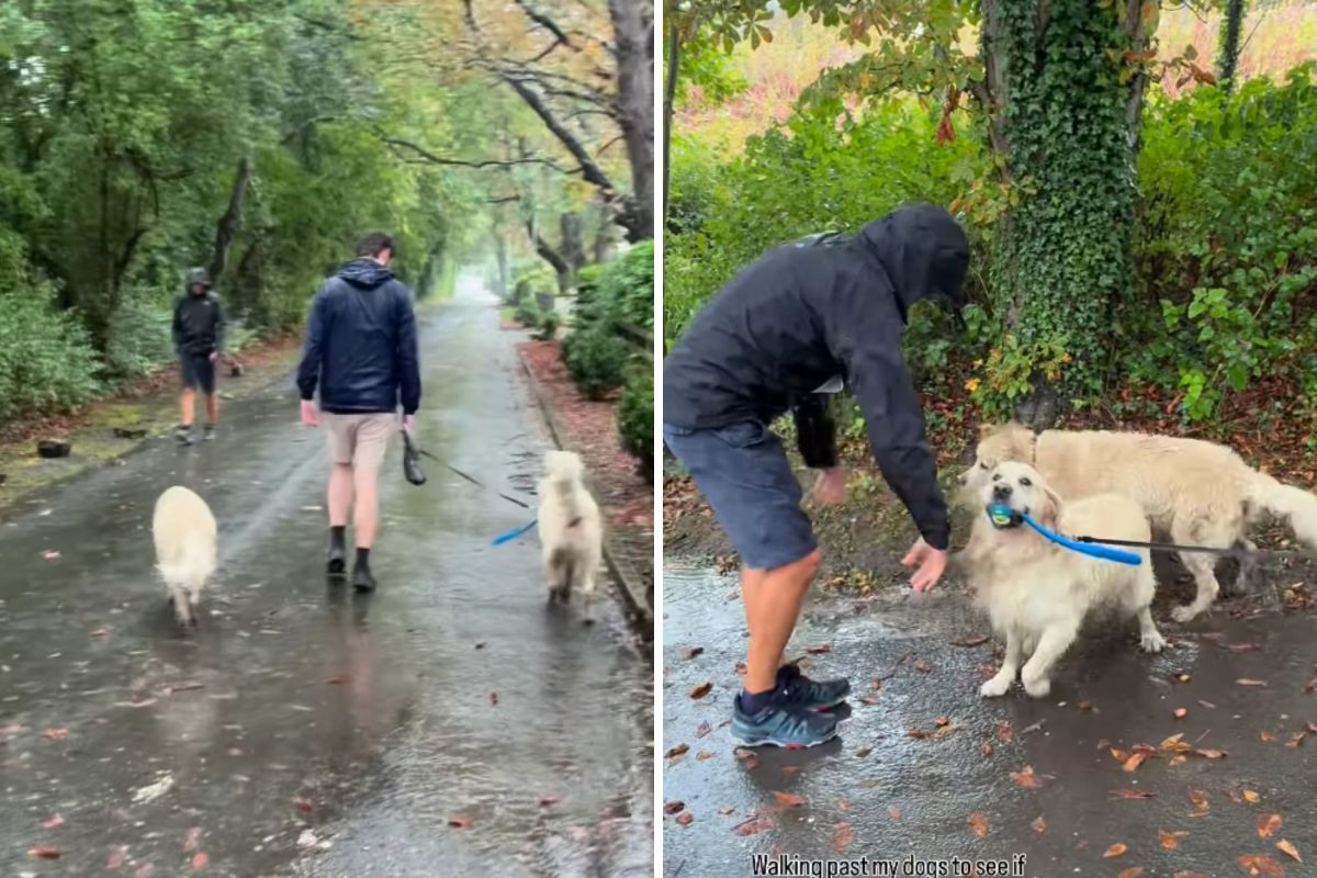 Man Tries to Sneak by Golden Retrievers After Week Away—They Aren't Fooled