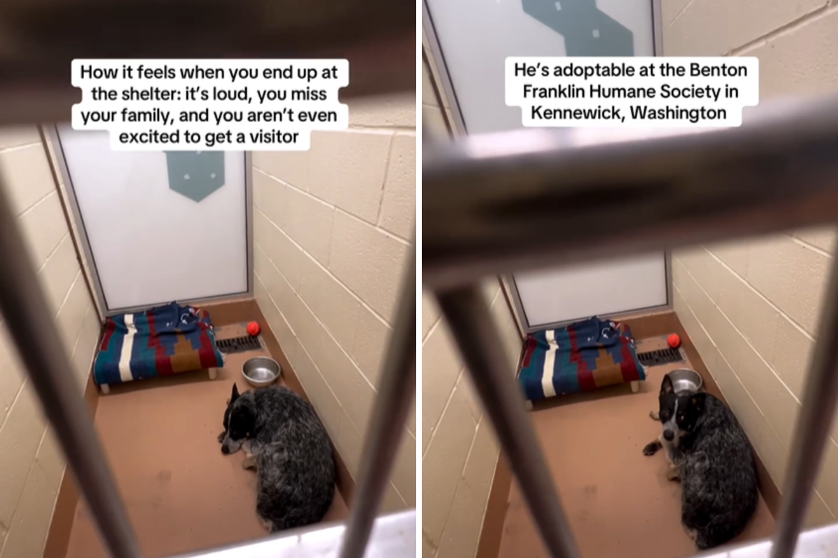 Dog Abandoned at Shelter Too Heartbroken To Get Excited for Visitors