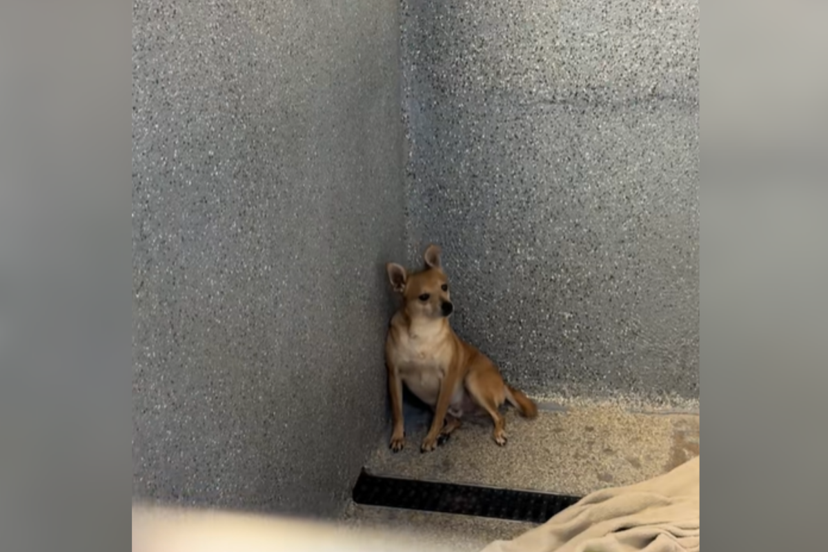 Hearts Break at Shelter Chihuahua and His Siblings Who Can’t Find a Home