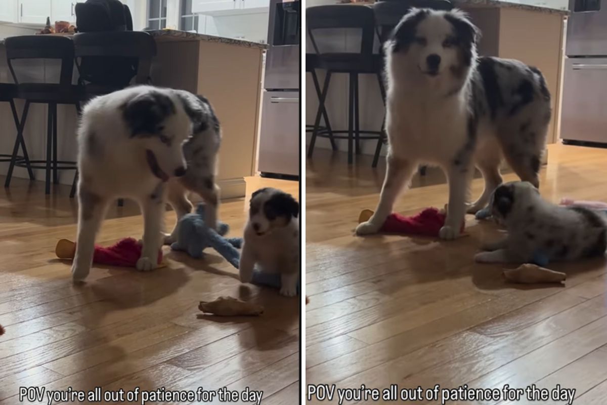 Dog 'Out of Patience for the Day' Caught Putting Puppy in Her Place