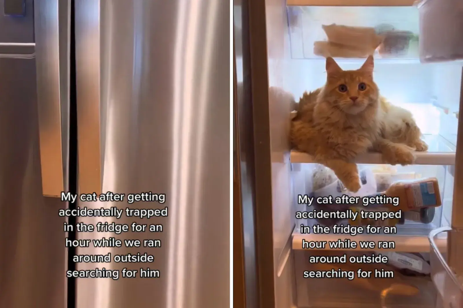 Teddy in the fridge