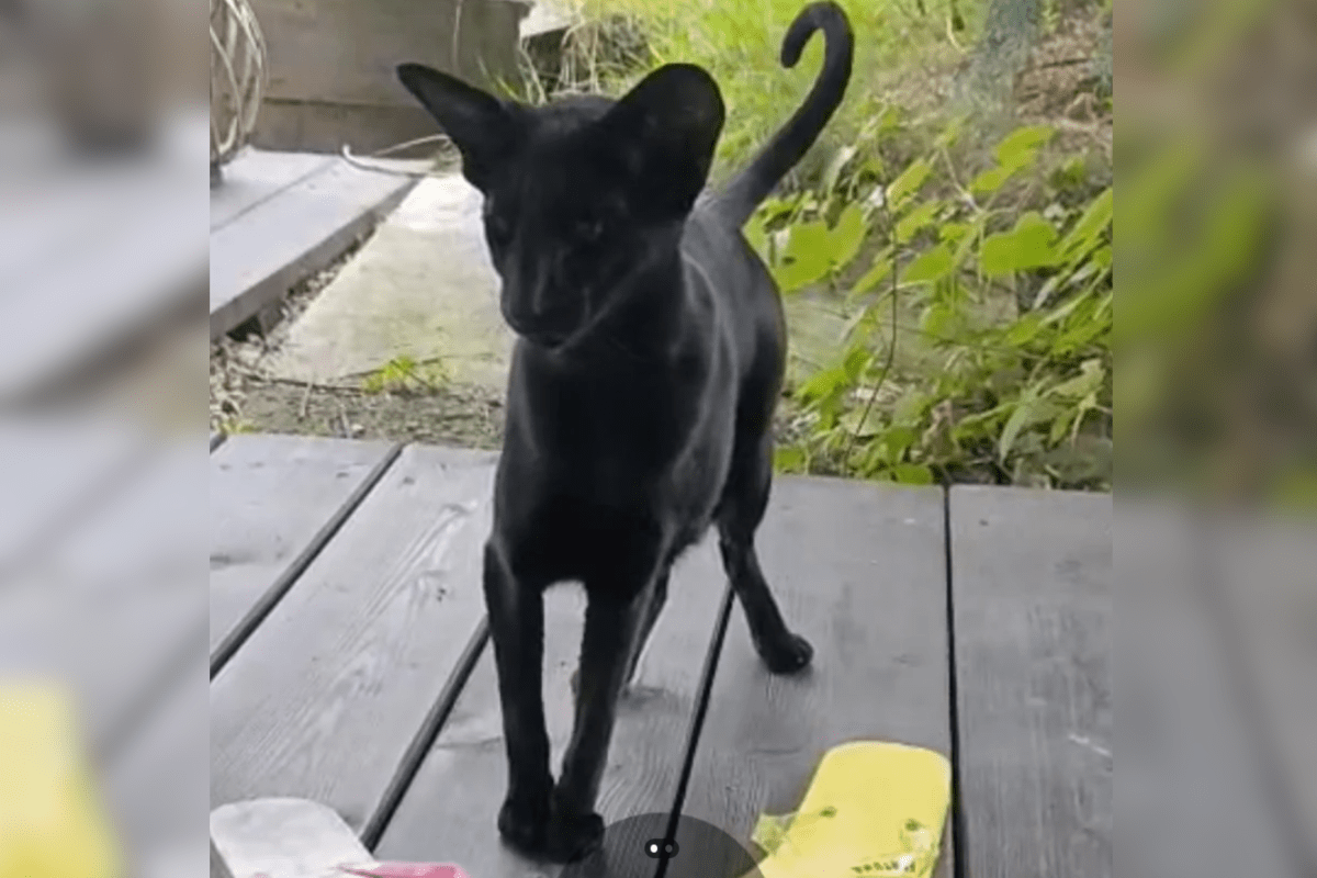 Unusual Cat Who Appears on Couple's Porch Goes Viral—Can You Guess Breed?