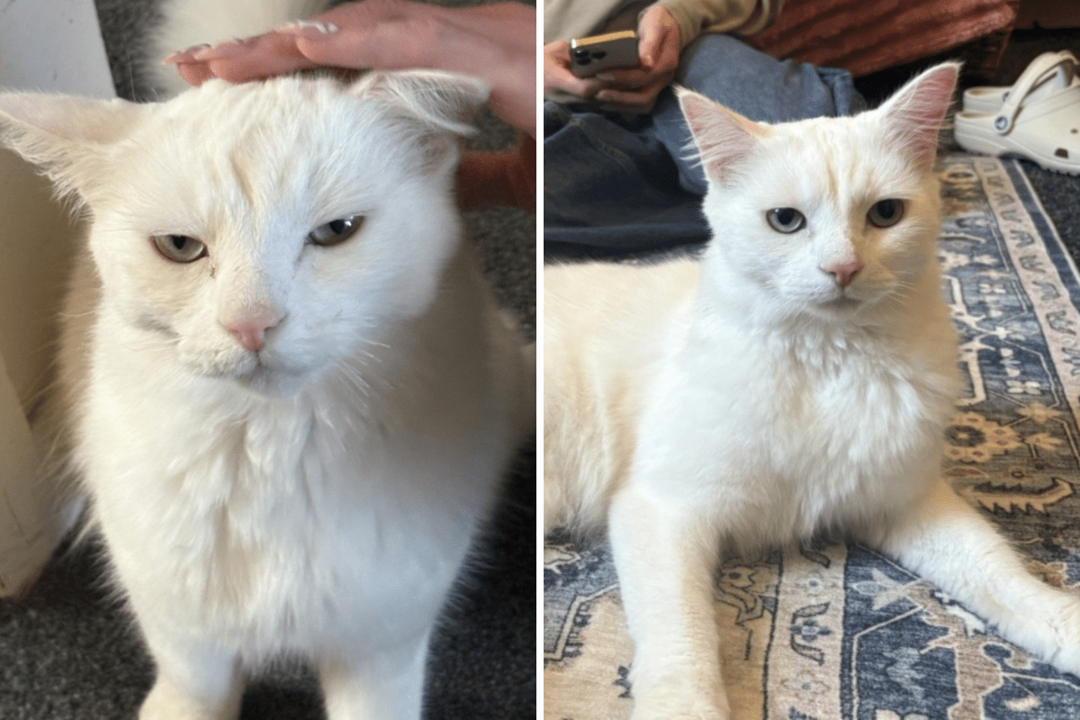 Rescue Cat Adopted, Then New Owner Notices Something Strange: ‘So Confused’