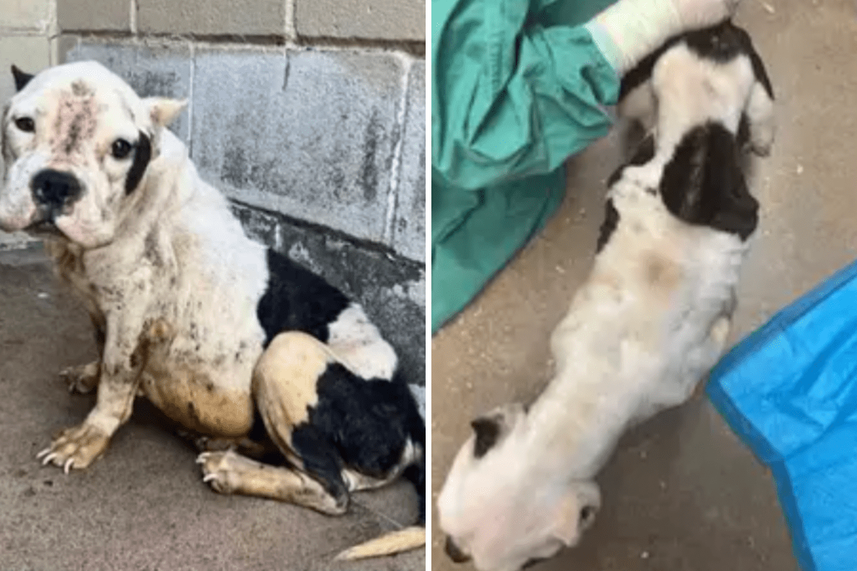 Abandoned Pregnant Dog Due To Be Euthanized, Then Something Amazing Happens