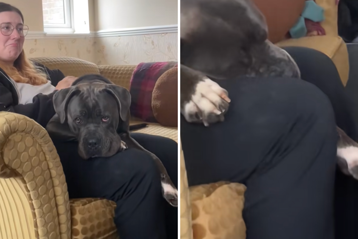 Tears Over What Rescue Dog Does Just 1 Hour After Visiting New Home