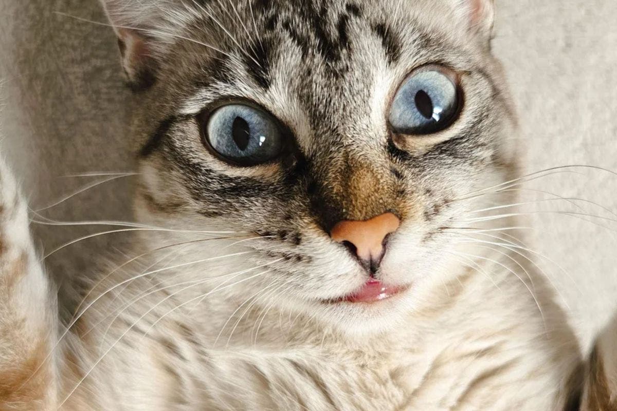 Cat with &#039;Human Lips&#039; Astonishes Internet After Owner Shares Photo