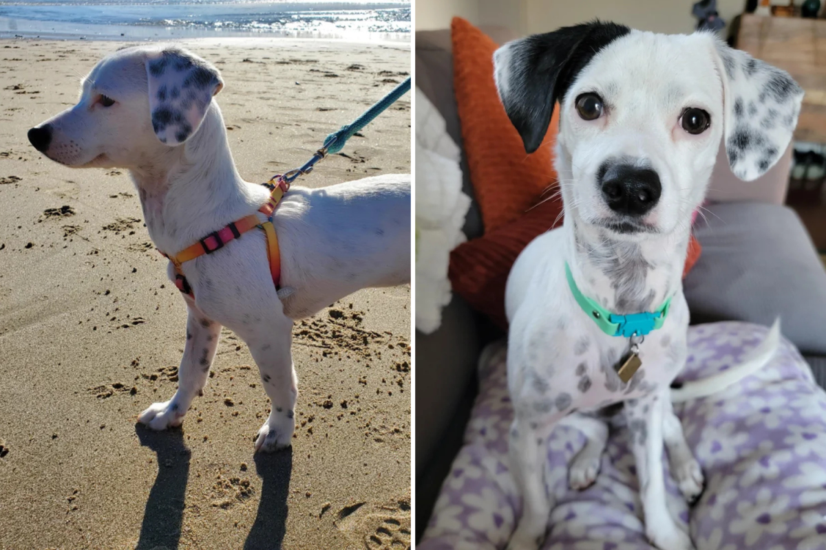 Frustrated&nbsp;Owner&nbsp;Gets&nbsp;Second&nbsp;Dog&nbsp;DNA&nbsp;Test To&nbsp;&lsquo;Stop&nbsp;Arguing&nbsp;With&nbsp;Strangers& 039;