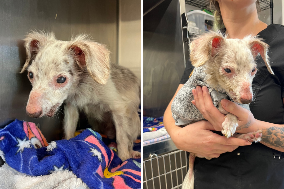 Hearts Break Over Face of Dog Ending Up in Shelter at 12 Years Old