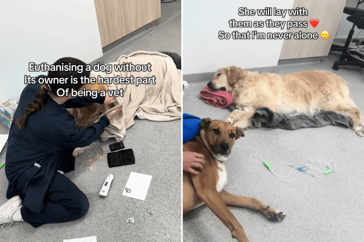 Vet Who Euthanizes Dogs Without Their Owners Has Heartbreaking Realization