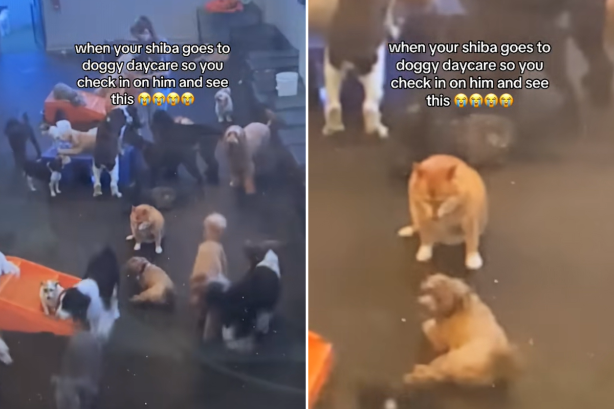 What Owner Sees 'Introverted' Dog Doing at Day Care Has Internet in Tears