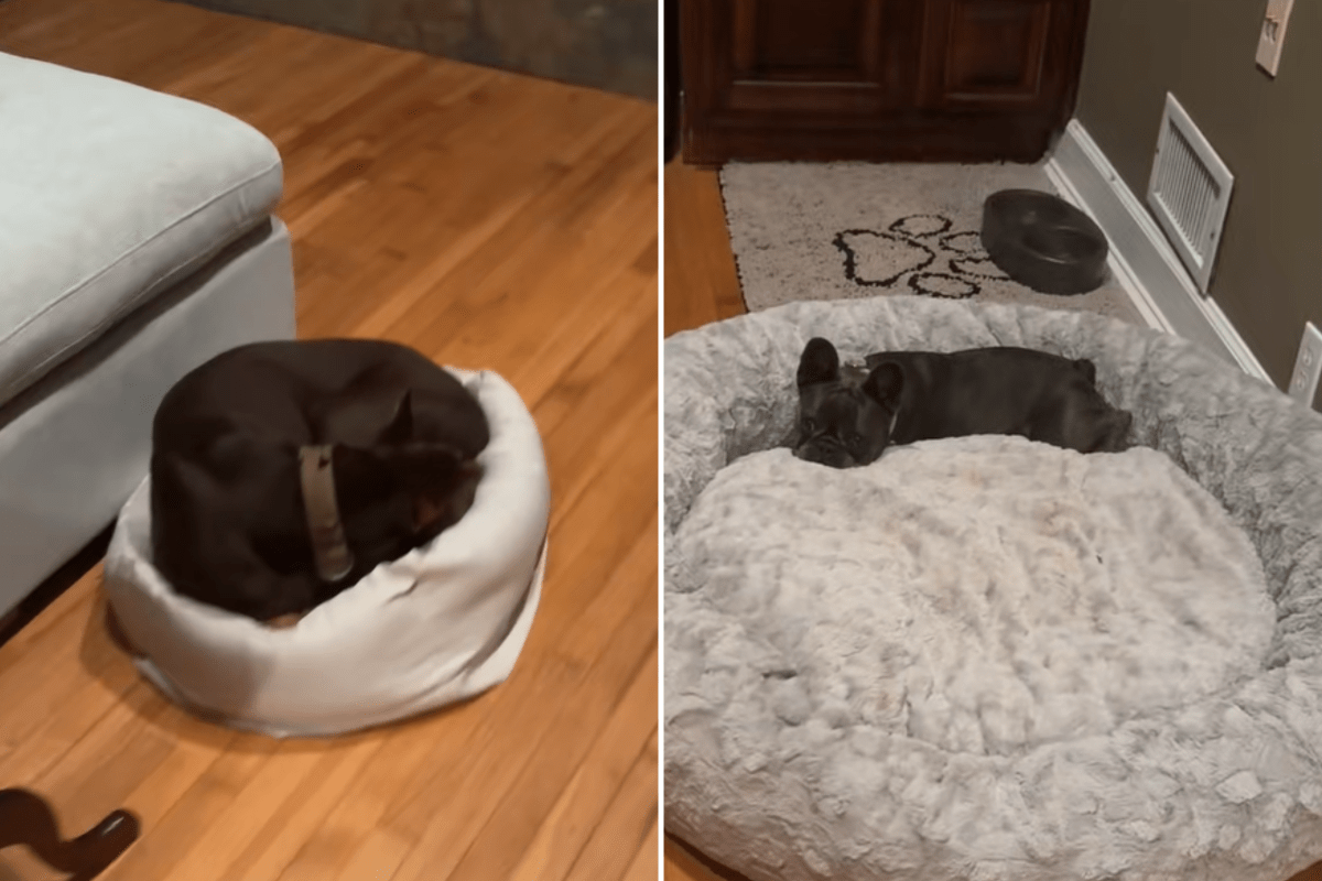 Doberman’s Bed Gets Stolen, Viewers Not Prepared for Who’s in There