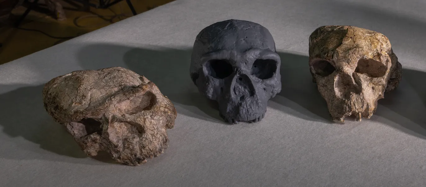 Discovery of Million-Year-Old Skull 
