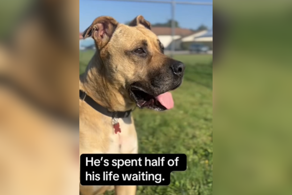Hearts Break Over Face of Dog in Shelter 1461 Days 'Overlooked' by Everyone
