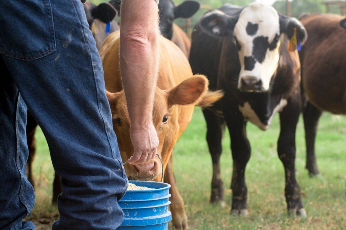 IRS Extends Tax Relief to Farmers, Ranchers in 49 States Amid Historic Drought