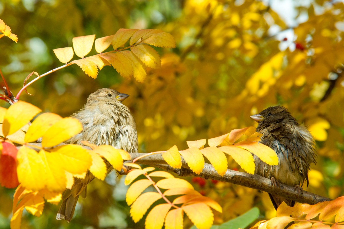 What to Grow in Fall If You Want Migrating Birds to Stop in Your Garden ...