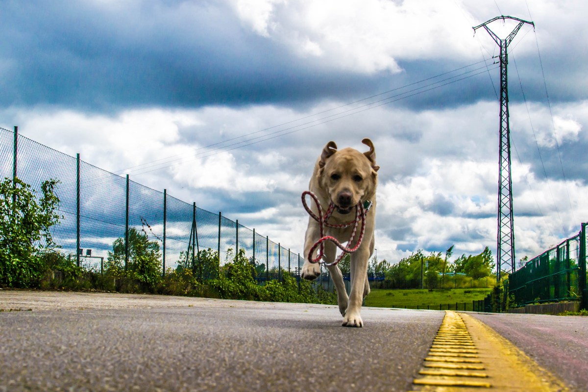 Owner Drops Dog at Day Care, Horror at What She Realizes Later That Day